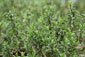 Bohnenkraut (Satureja hortensis)