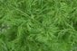 Bioland Dill (Anethum graveolens)