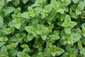 Majoran (Origanum majorana)