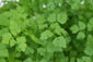 Echter Kerbel (Anthriscus cerefolium)