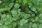 Echter Koriander (Coriandrum sativum)