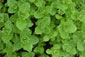 Bioland Marokkanische Minze (Mentha spicata ,Marokko')