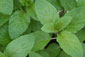 Bioland Pfefferminze (Mentha x piperita)