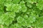 Bioland Petersilie (Petroselinum crispum)