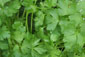 Petersilie (Petroselinum crispum)