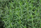 Rosmarin (Rosmarinus officinalis)