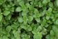 Oregano (Origanum vulgare) Dorst, Dost, Echter Dost, Gemeiner Dost oder Wilder Majoran