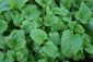 Zitronenmelisse Melisse (Melissa officinalis)