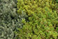 Bioland Zitronenthymian (Silver Queen und Aureus)