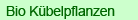 Mediterrane Bio Kbelpflanzen