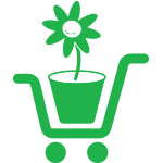 Currykraut | Helichrysum italicum Silbernadel - Bioland Gärtnerei Monika Bender | Online Shop