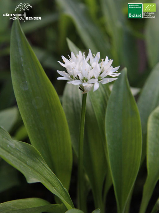 Allium ursinum - Bärlauch - Blüte | Bioland