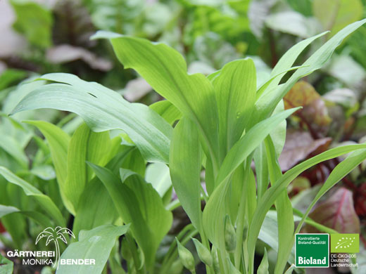 Allium ursinum - Bärlauch - Blatt | Bioland