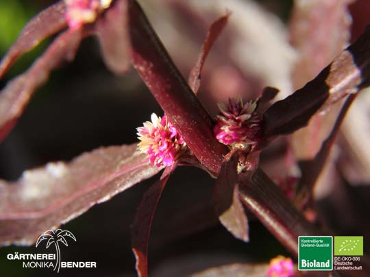 Blüte von Alternanthera sessilis - Mukunu-Wenna - Papageienblatt | Bioland