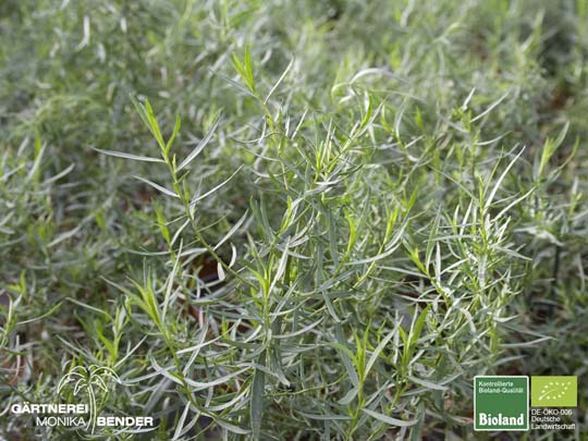 Artemisia drancunculus var. sativus - Französischer Estragon | Bioland