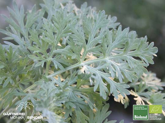 Artemisia absinthium - Wermut | Bioland