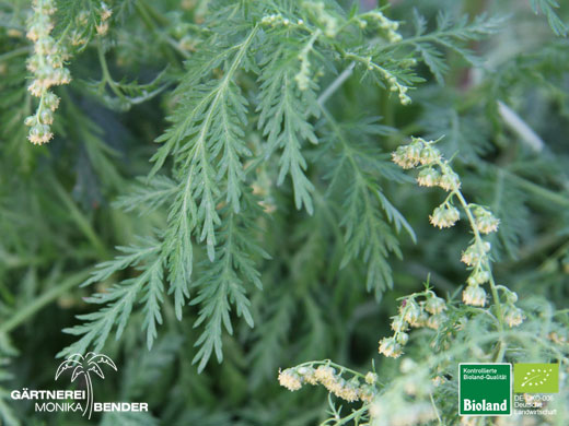 Artemisia annua - Einjähriger Beifuß | Bioland