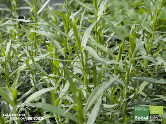 Artemisia drancunculus var. sativus - Französischer Estragon | Bioland