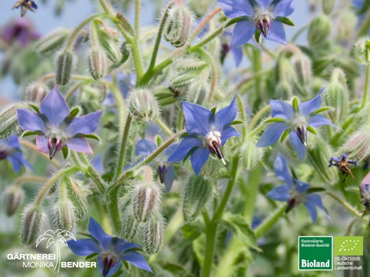 Borago officinalis - Borretsch einjährig | Bioland Borago officinalis - Borretsch einjährig | Bioland