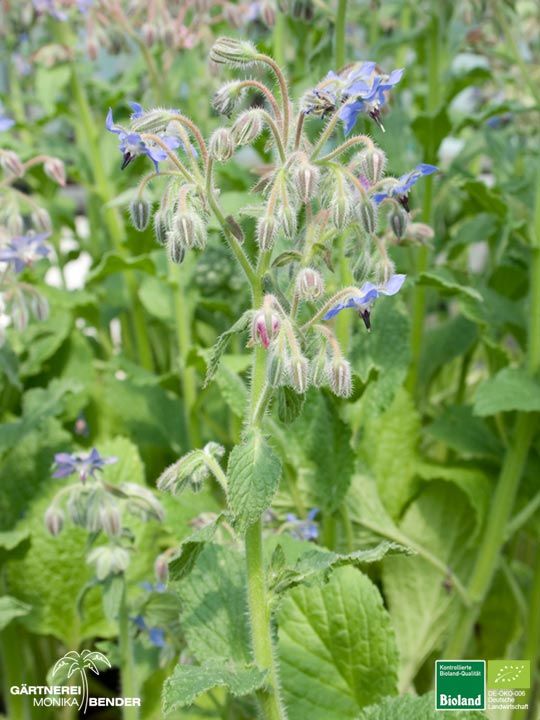 Borago officinalis - Borretsch einjährig | Bioland Borago officinalis - Borretsch einjährig | Bioland
