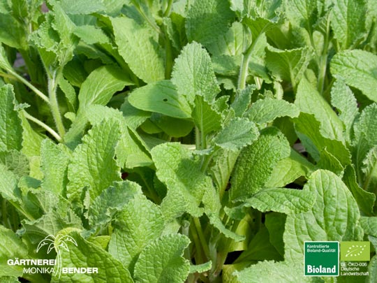 Borago officinalis - Borretsch einjährig | Bioland Borago officinalis - Borretsch einjährig | Bioland