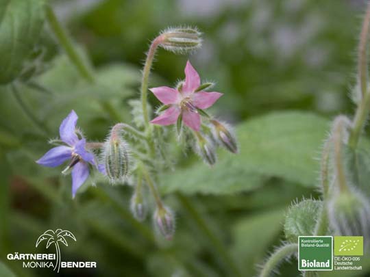 Borago officinalis - Borretsch einjährig | Bioland Borago officinalis - Borretsch einjährig | Bioland