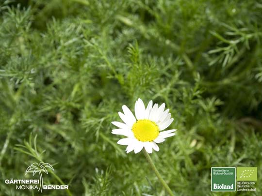 Chamaemelum nobile - Teppich-Kamille | Bioland