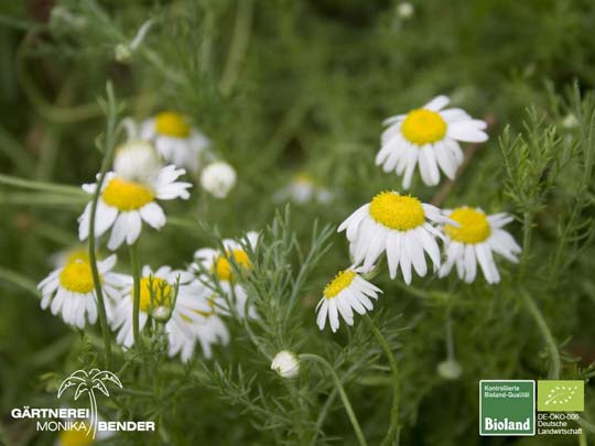 Chamaemelum nobile - Teppich-Kamille | Bioland