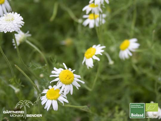 Chamaemelum nobile - Teppich-Kamille | Bioland