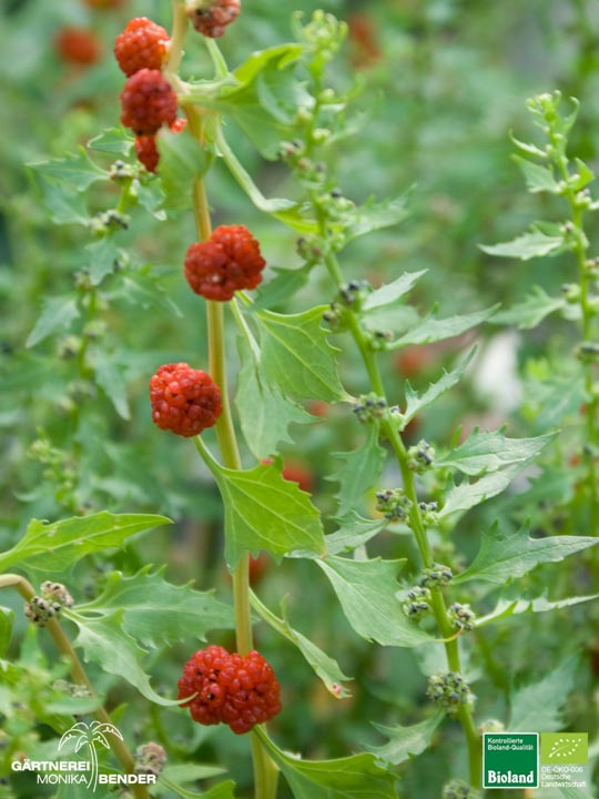 Chenopodium capitatum - Erdbeerspinat | Bioland