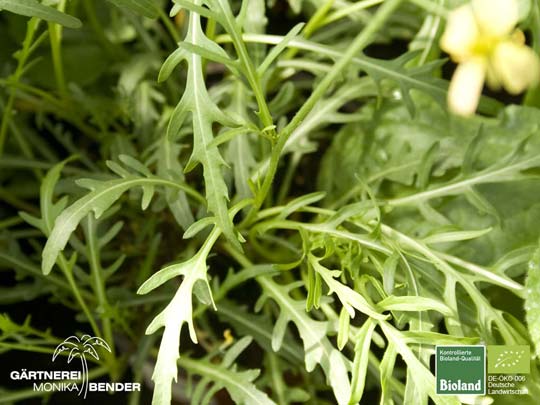 Diplotaxis tenuifolia - Rucola (mehrjährig) | Bioland