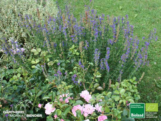 Hyssopus officinalis - Blauer Ysop | Bioland
