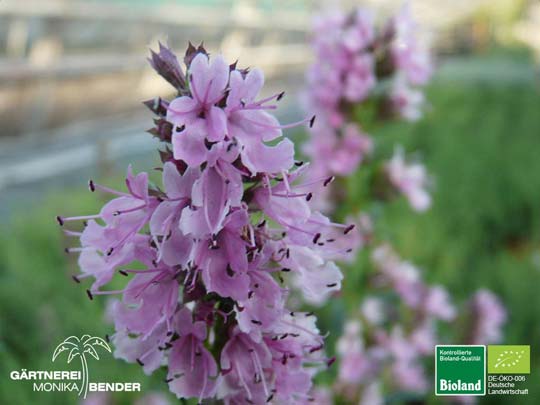 Hyssopus officinalis