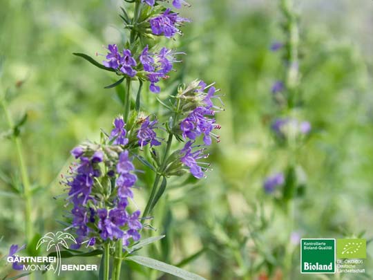 Hyssopus officinalis - Blauer Ysop | Bioland