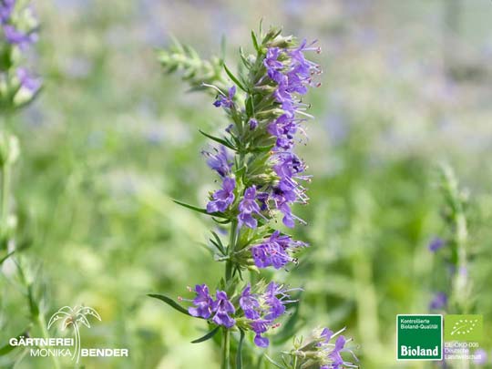Hyssopus officinalis - Blauer Ysop | Bioland
