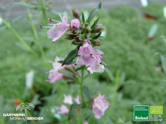 Hyssopus officinalis