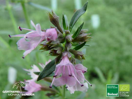 Hyssopus officinalis