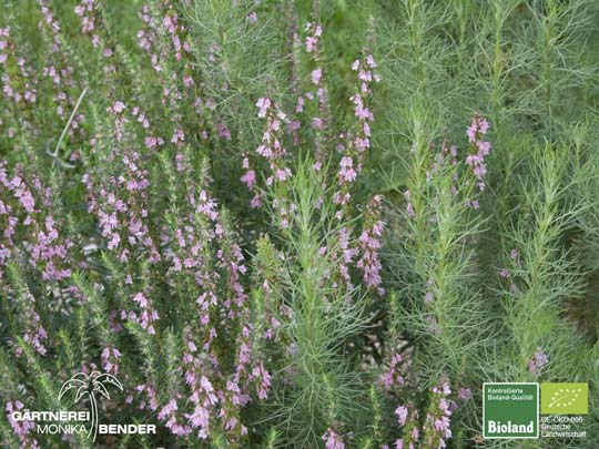 Hyssopus officinalis