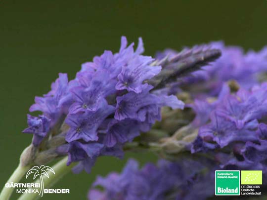 Lavandula pinata - Kanarischer Lavendel | Bioland
