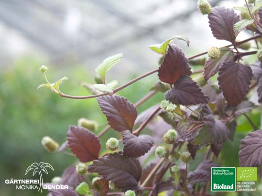 Lippia dulcis - Aztekisches Süßkraut | Bioland Lippia dulcis - Aztekisches Süßkraut | Bioland