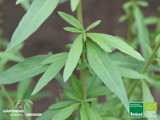 Lippia polystacha - Argentinischer Minzstrauch | Bioland