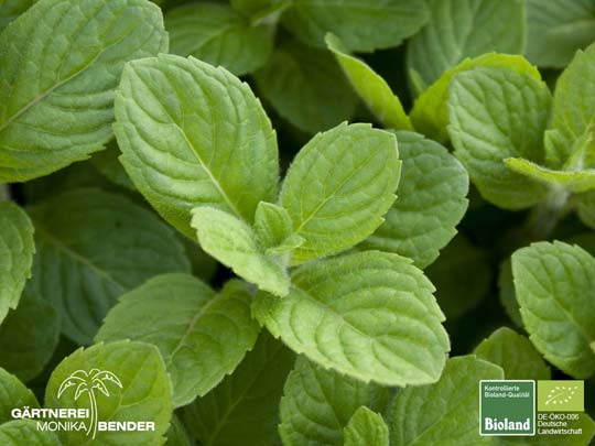 Mentha suaveolens - Apfel-Minze | Bioland