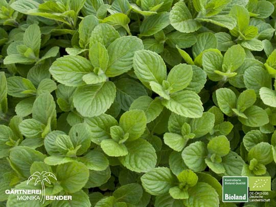 Mentha suaveolens - Apfel-Minze | Bioland