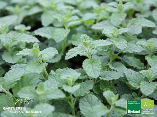 Mentha species Erdbeere - Erdbeer-Minze | Bioland