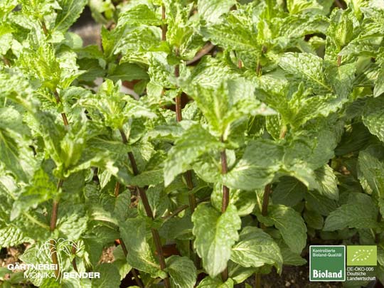 Mentha species