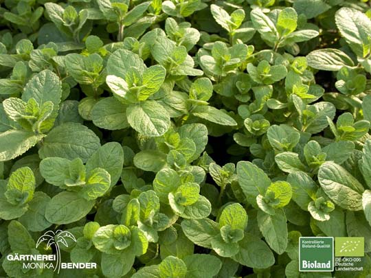 Mentha spicata Spanish - Spanische-Minze | Bioland Mentha spicata Spanish - Spanische-Minze | Bioland