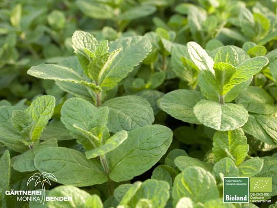 Mentha spicata Spanish - Spanische-Minze | Bioland Mentha spicata Spanish - Spanische-Minze | Bioland