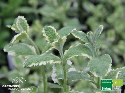 Mentha suaveolens Variegata - Ananas-Minze | Bioland
