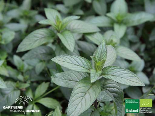Mentha x piperita - Pfefferminze | Bioland