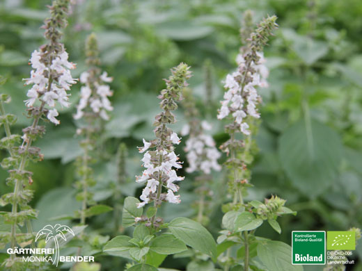 Ocimum kilimandscharicum x basilicum - African White - Weißes Afrikanisches-Strauchbasilikum | Bioland